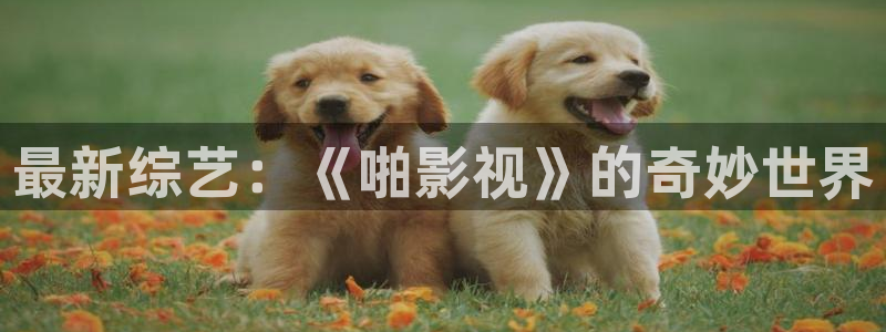 最新综艺：《啪影视》的奇妙世界